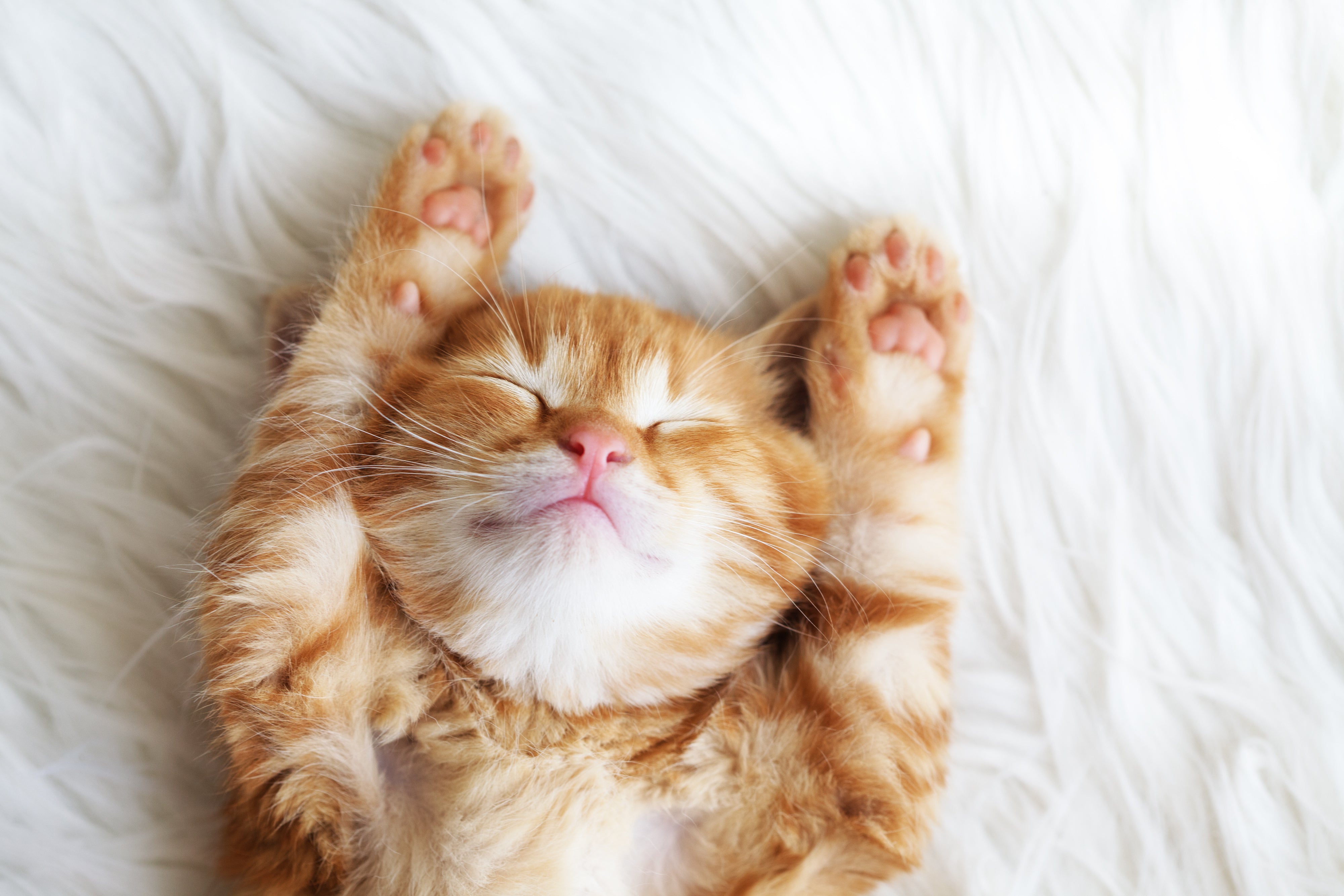 What Cat-Safe Essential Oil to get your Mother this Mother’s Day 2019