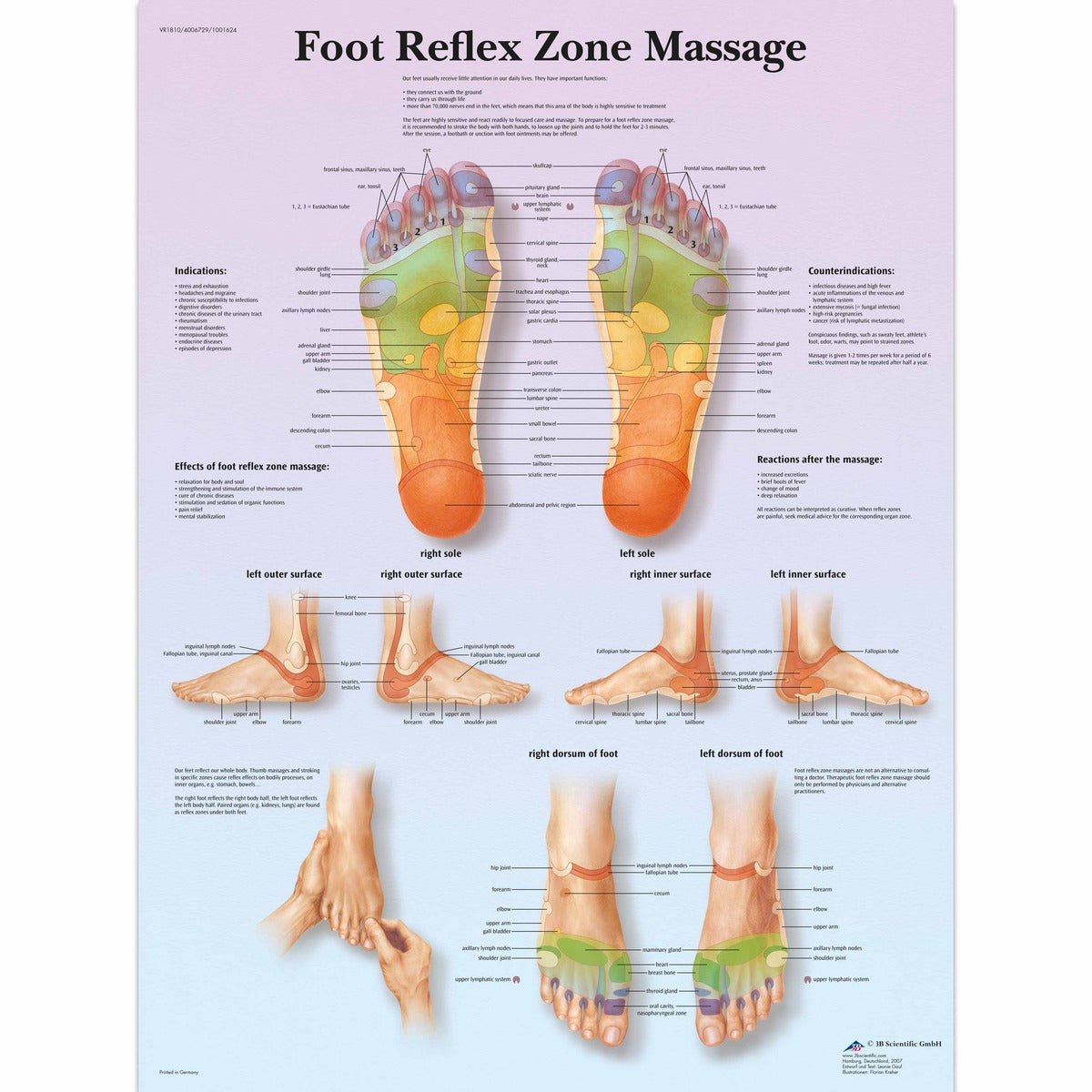 3B Scientific Foot Reflex Zone Massage Chart, laminated