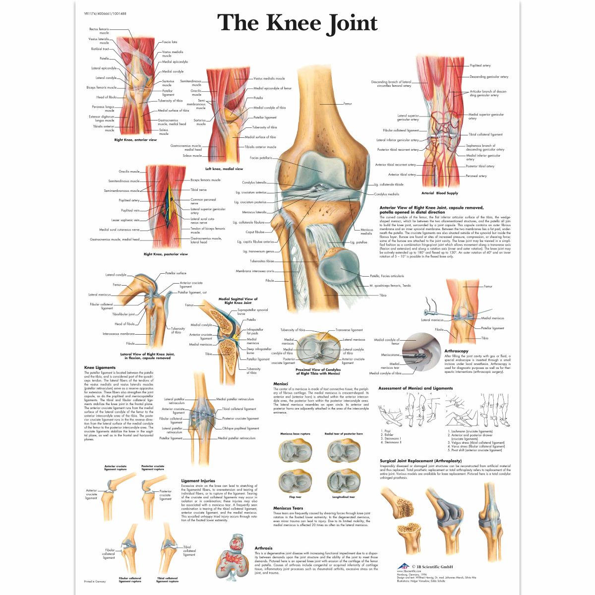 3B Scientific Knee Joint Chart, laminated - English