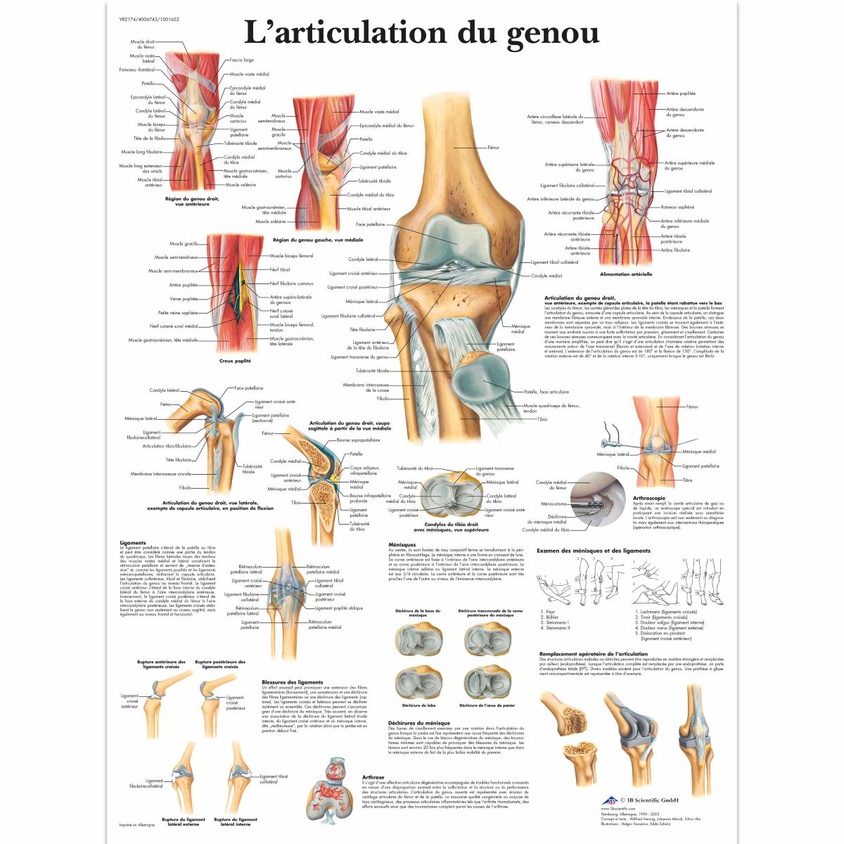 3B Scientific Knee Joint Chart, laminated - French