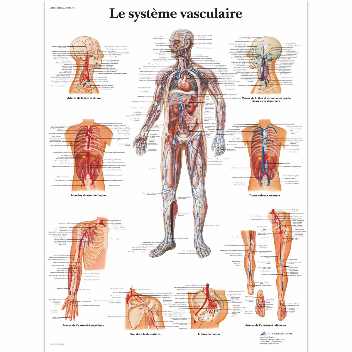 3B Scientific Vascular System Chart, laminated - French