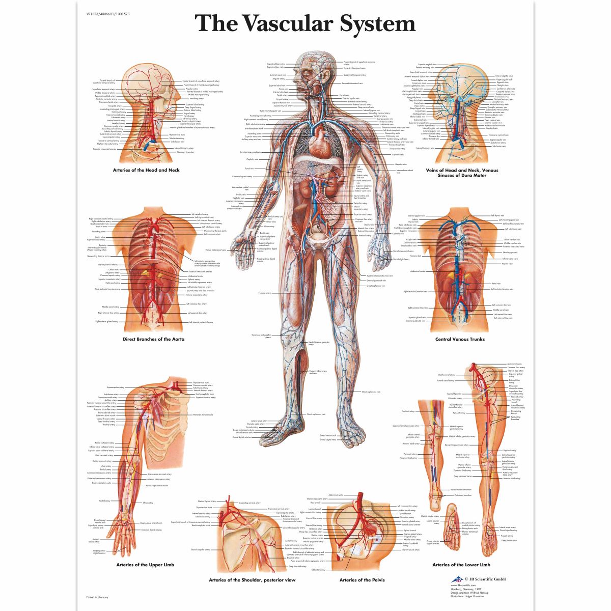3B Scientific Vascular System Chart, laminated - English