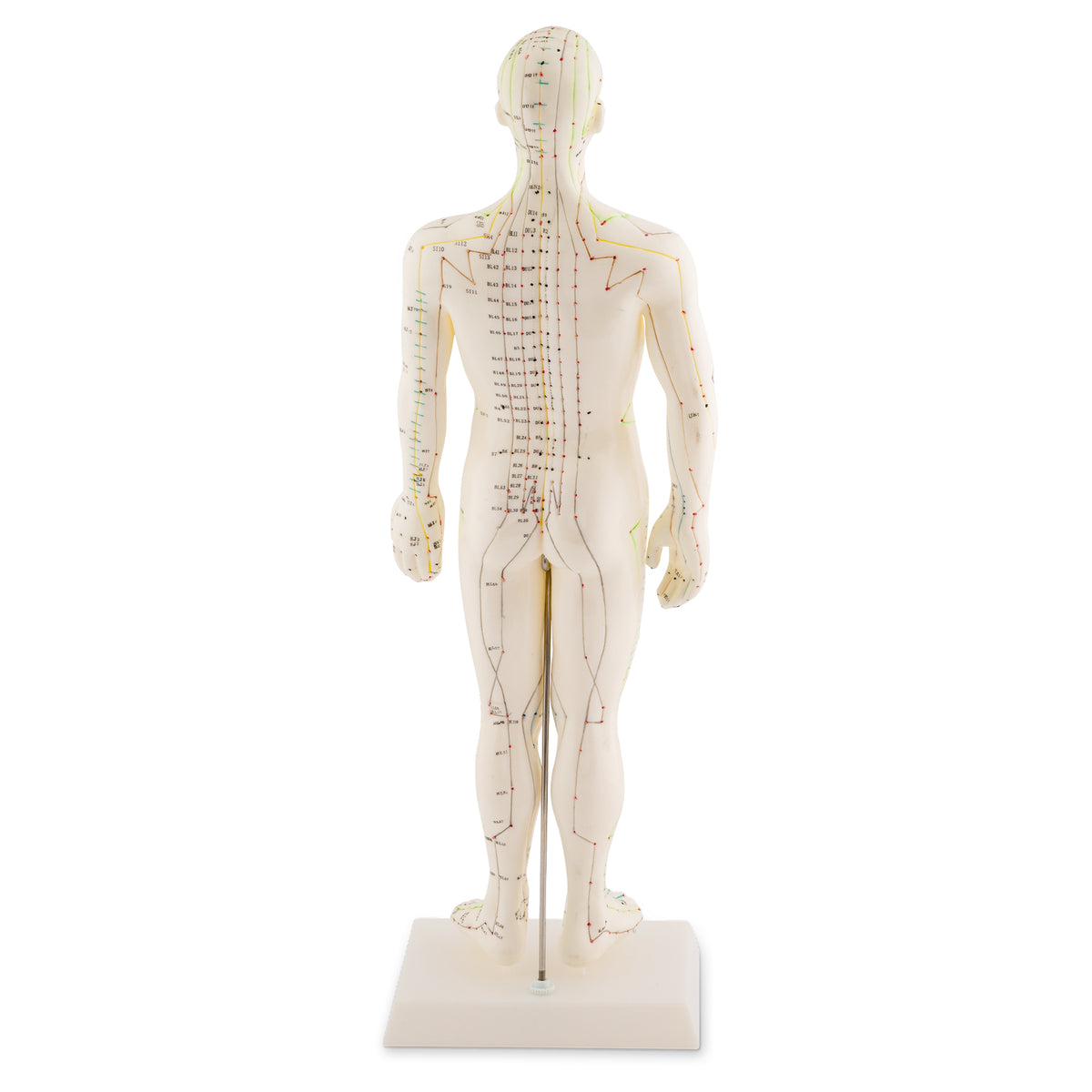 Modèle d'acupuncture masculin 50cm