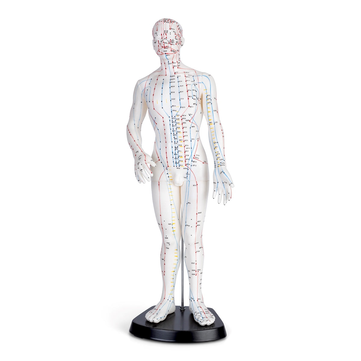 Modèle d'acupuncture masculin 50cm