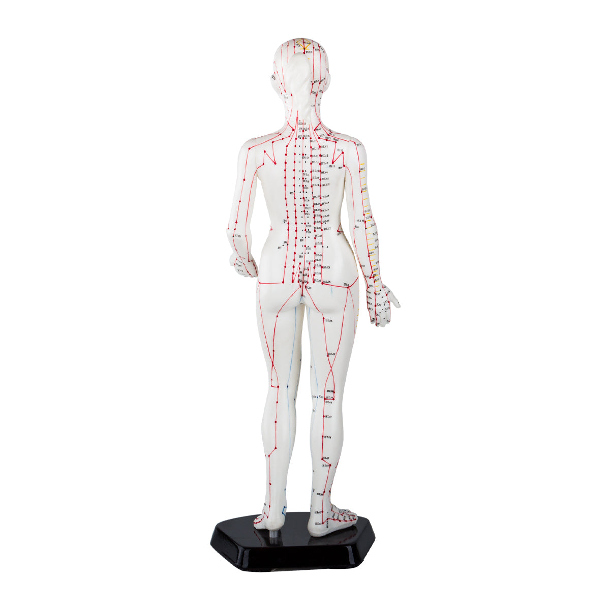 Female Acupuncture Model 48cm