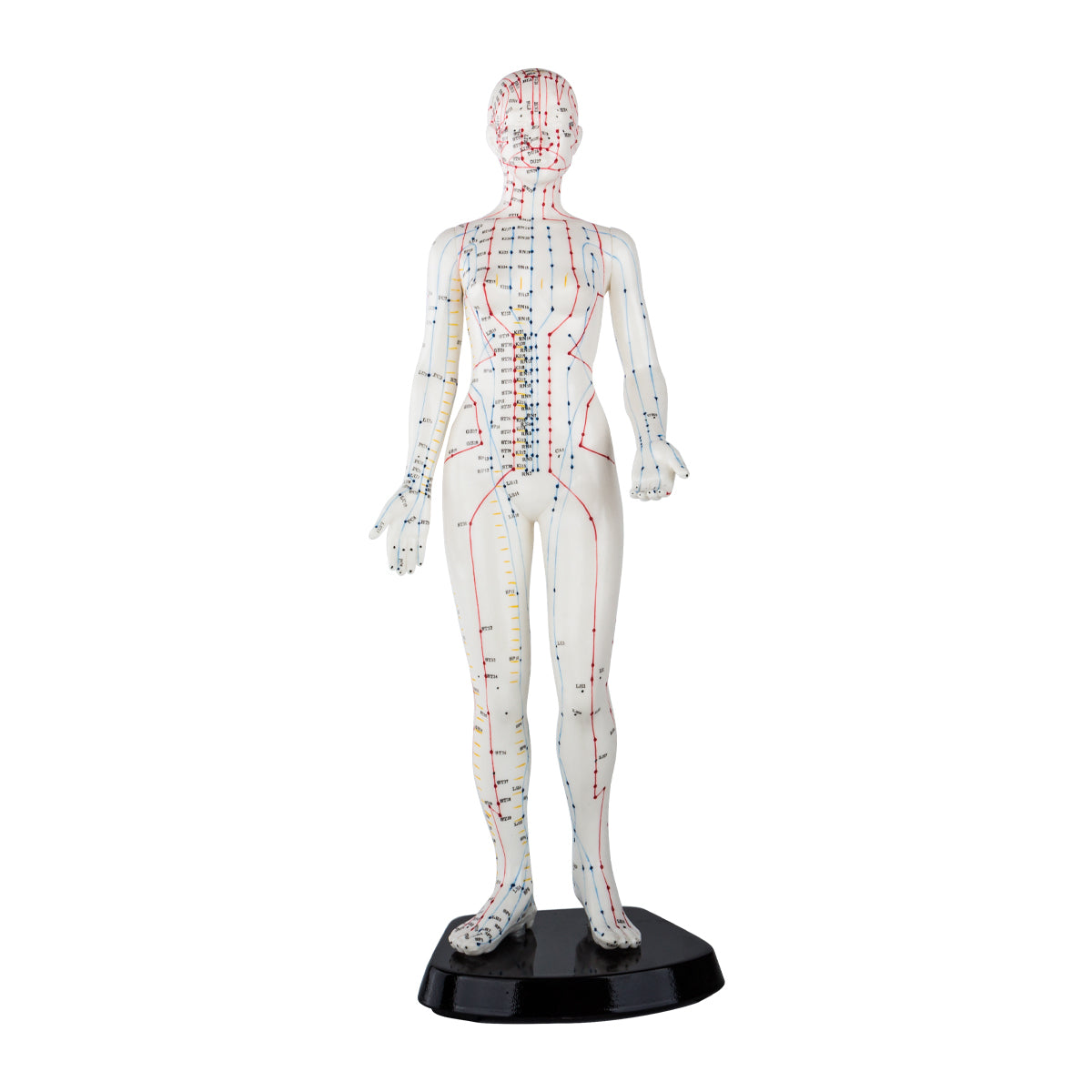 Female Acupuncture Model 48cm