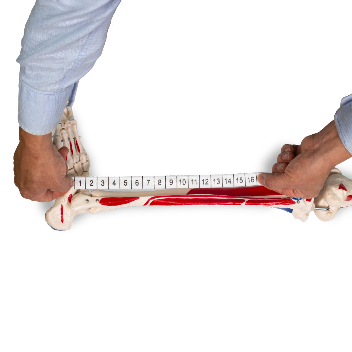 Ruban de mesure élastique pour l’acupuncture