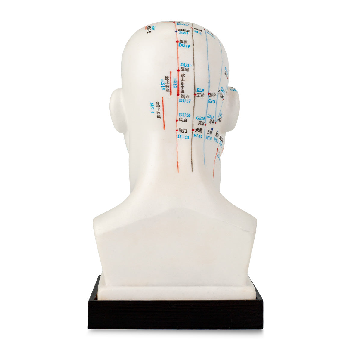 Modèle de tête pour l'acupuncture - 20cm