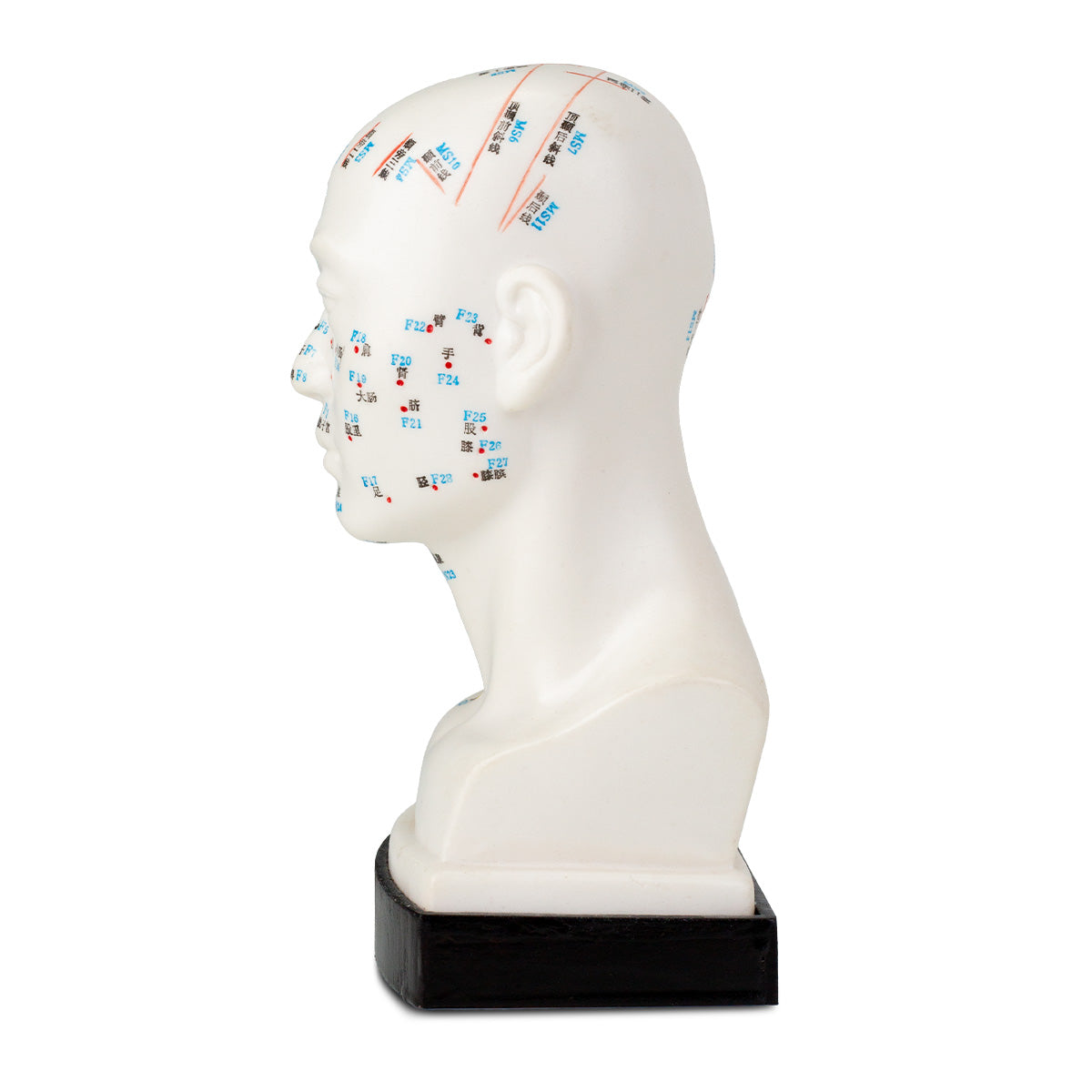 Modèle de tête pour l'acupuncture - 20cm