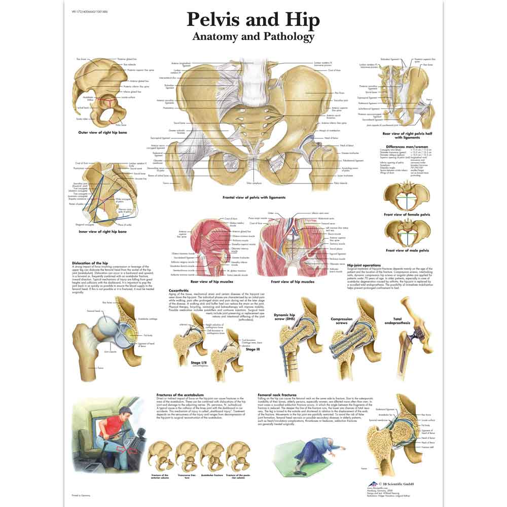 3B Scientific Pelvis and Hip Anatomy Chart