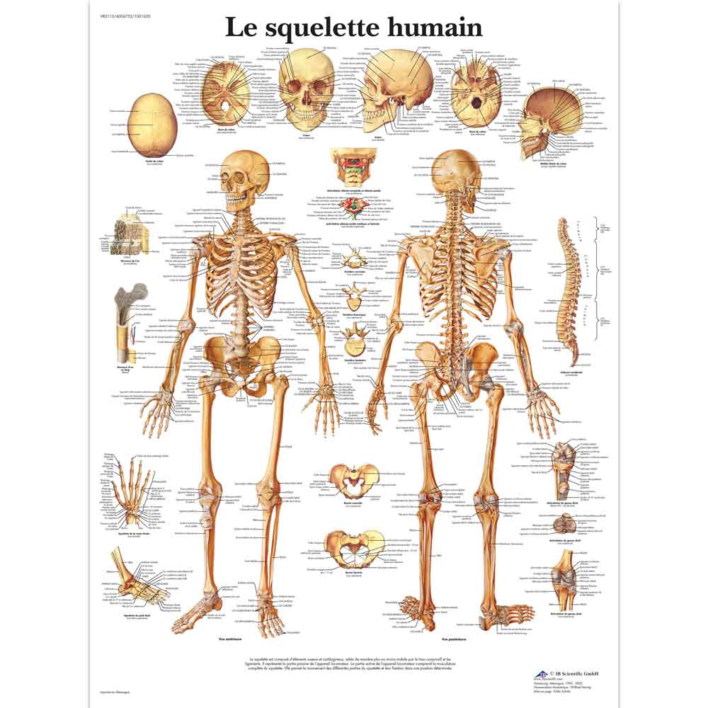 3B Scientific Le squelette humain, anatomy chart