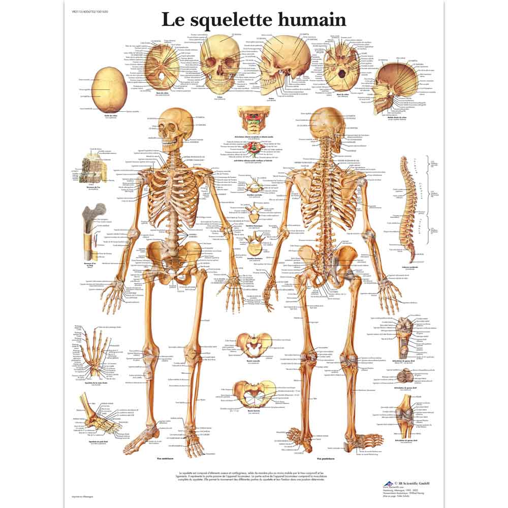 3B Scientific Le squelette humain, anatomy chart