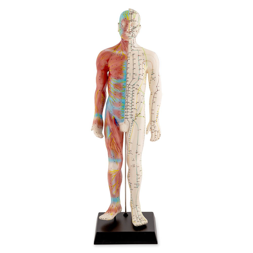 Male Acupuncture Model 55cm