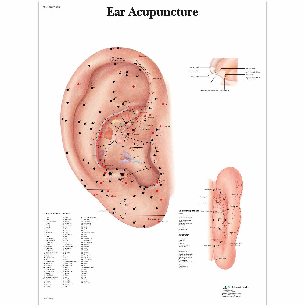 Ear Acupuncture Chart, Laminated English