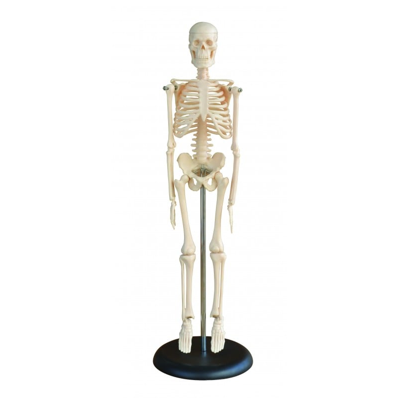 16.5" Skeleton Model