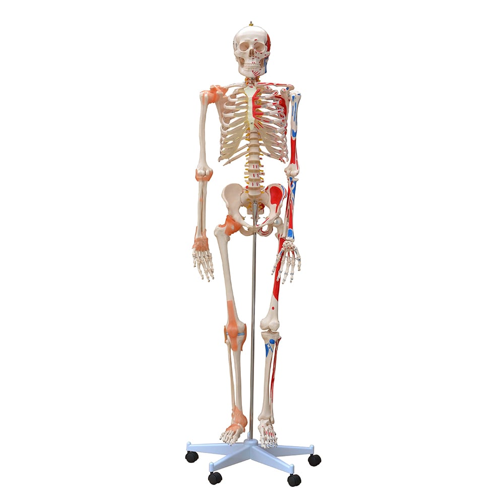 Skeleton Model with Muscles and Ligaments