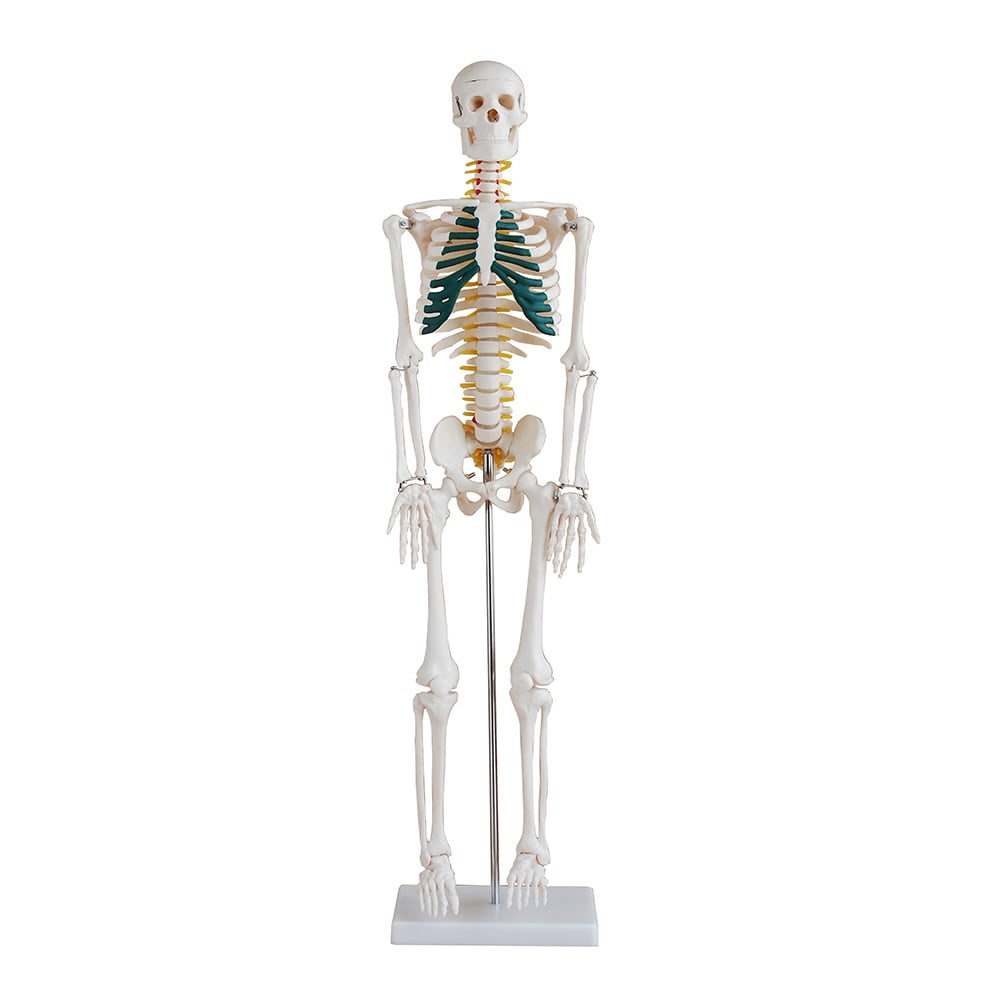 Skeleton with Spinal Nerves