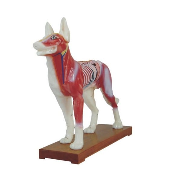 Dog Acupuncture Model