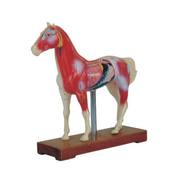 Horse Acupuncture Model