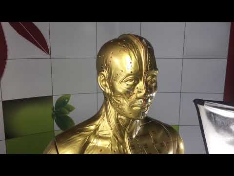 Acupuncture-Model-33inch-golden-coated