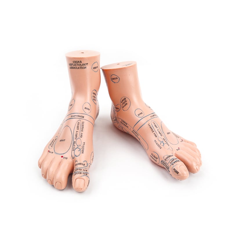 Foot Acupuncture Model soft