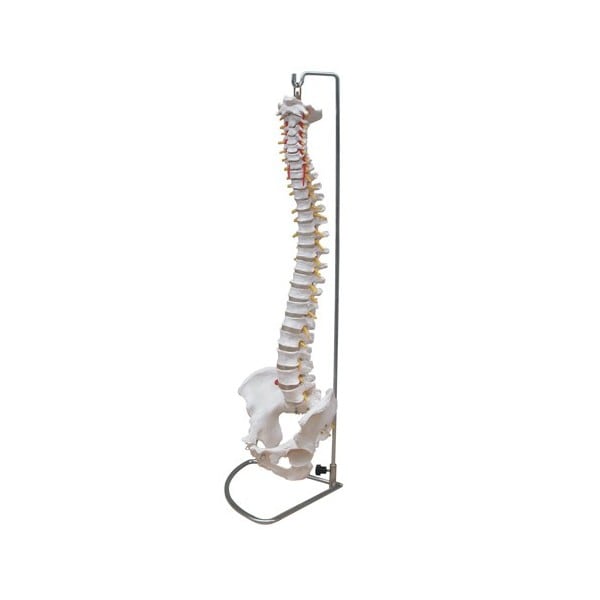 Life Size Spine Model, Pelvis