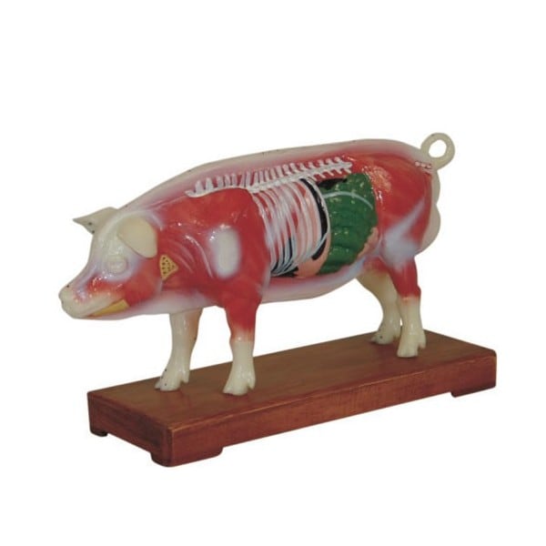Pig Acupuncture Model