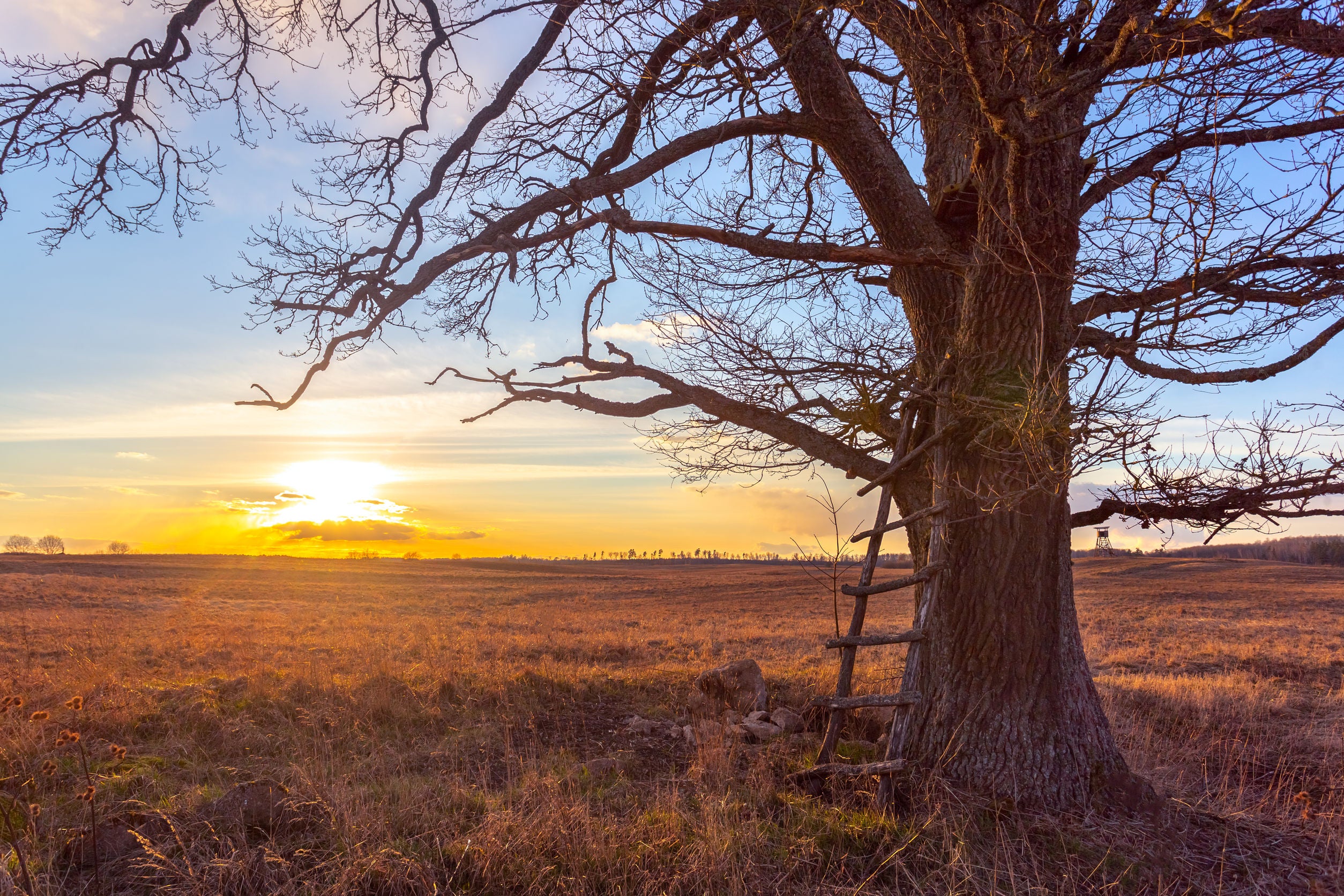 What is a Cork Oak Tree Like