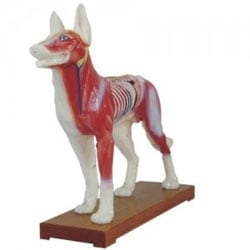Veterinary Acupuncture Models