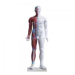 Human Body Models