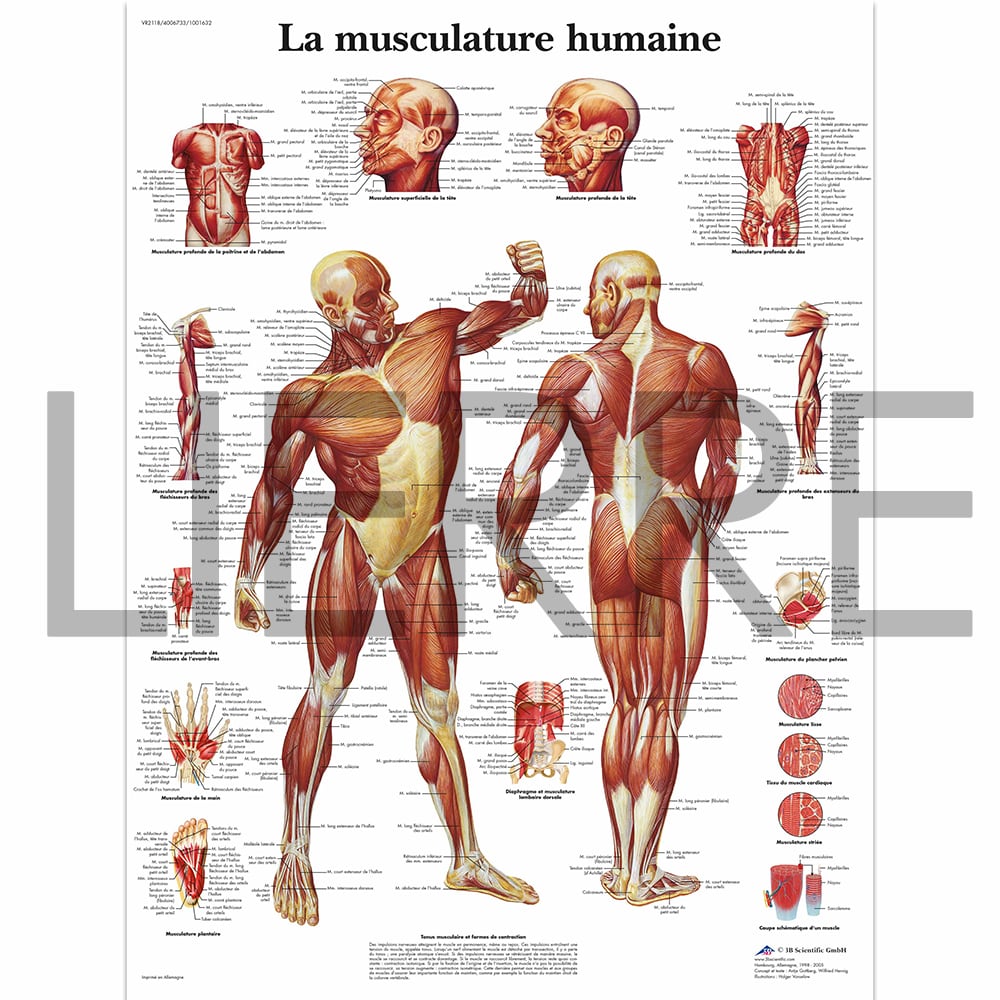 Medical Charts and Posters