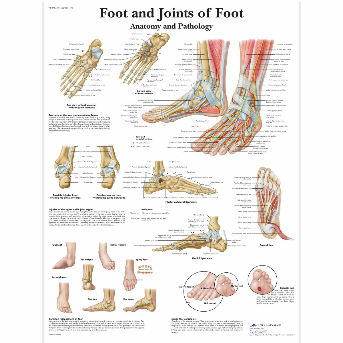 3B Scientific Foot and Joints of Foot Chart, laminated - English