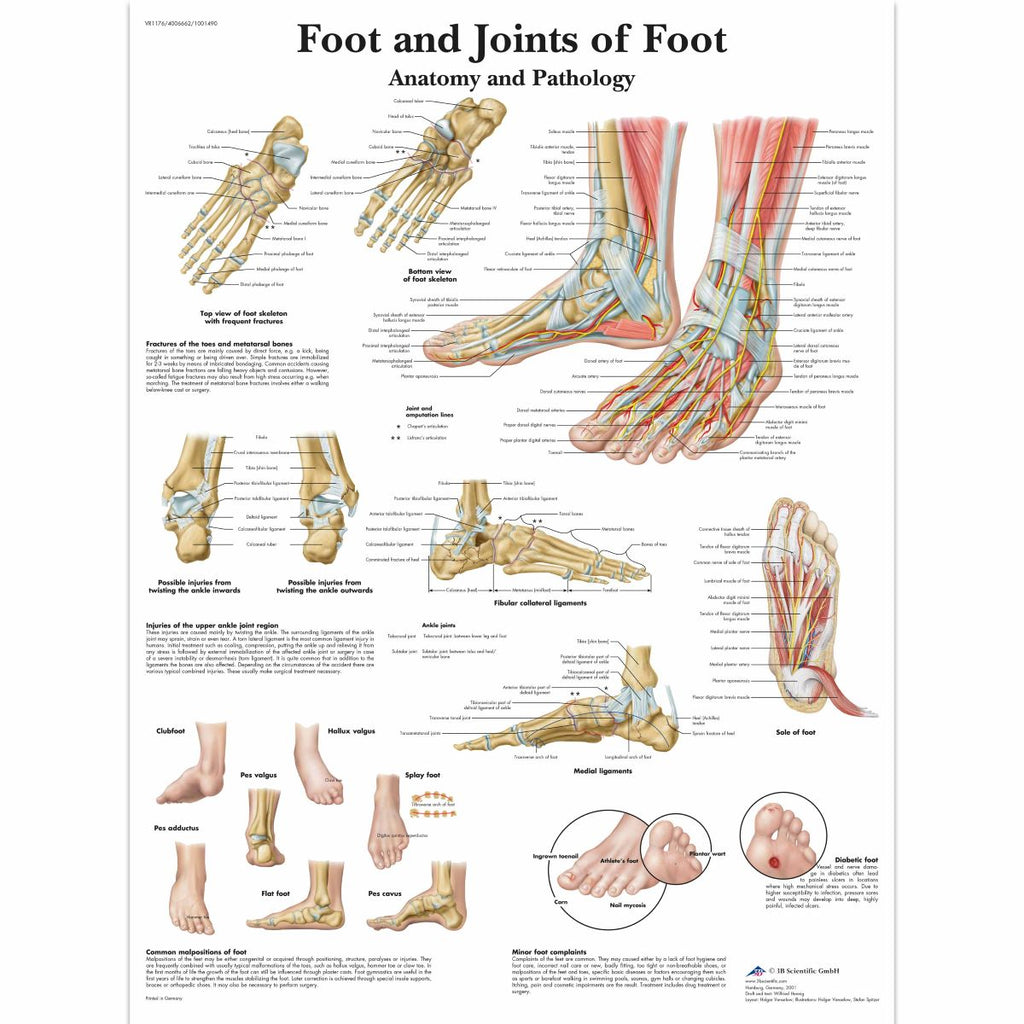 Foot Joint Rotation Labels 3B Scientific Foot and Joints of Foot Chart - Lierre.ca