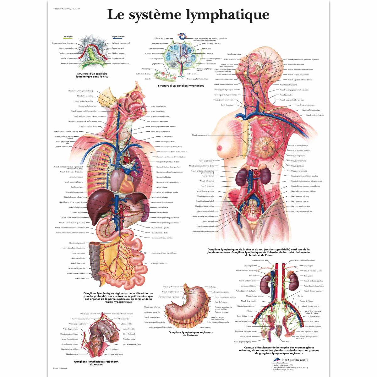 3B Scientific Lymphatic System Chart, laminate - French