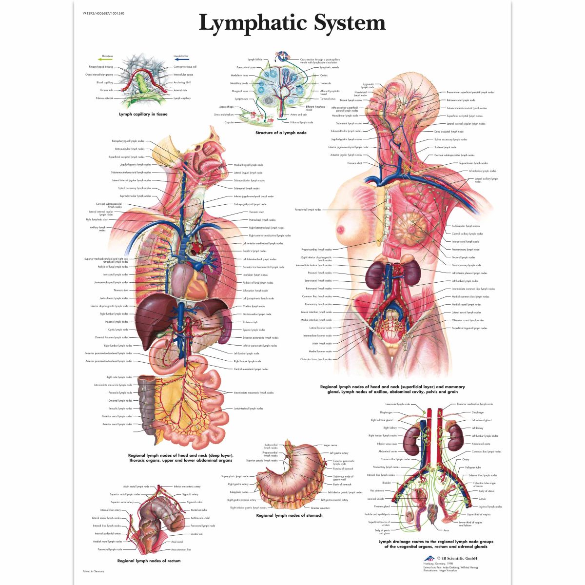3B Scientific Lymphatic System Chart, laminate - English