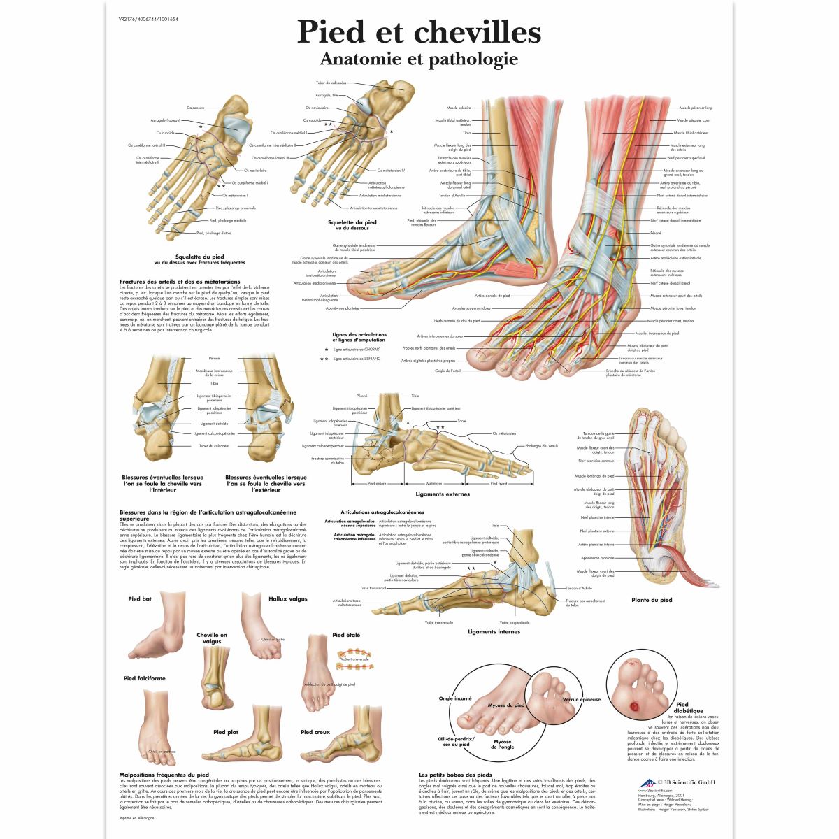 3B Scientific Foot and Joints of Foot Chart, laminated - French