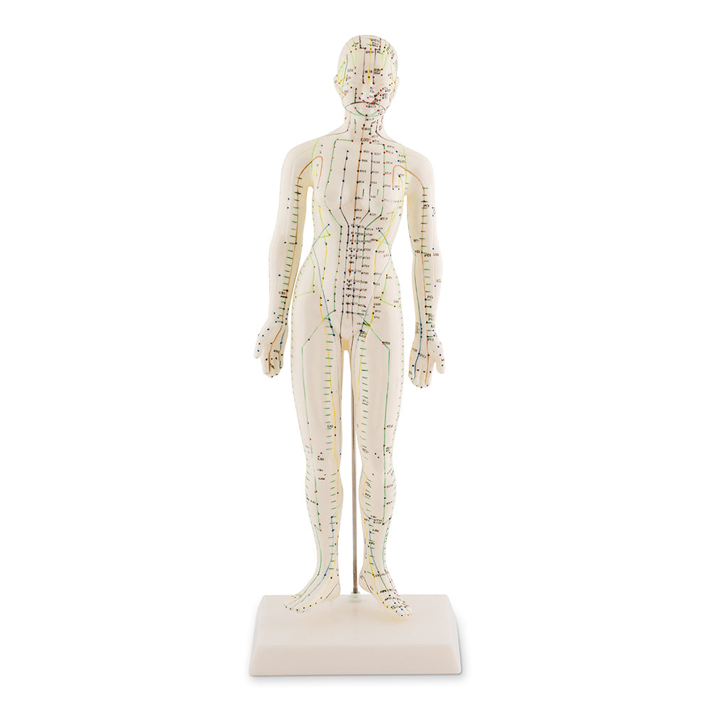 Modèle d'acupuncture féminin 48cm