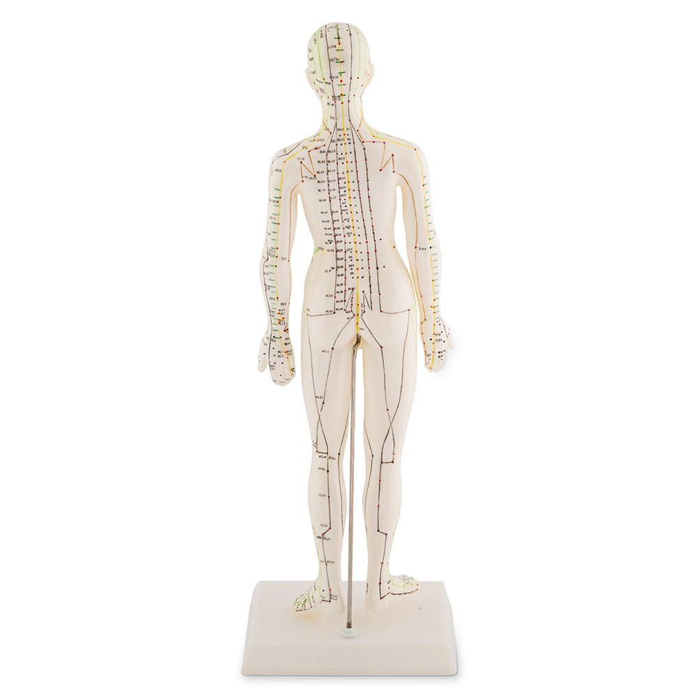 Modèle d'acupuncture féminin 48cm