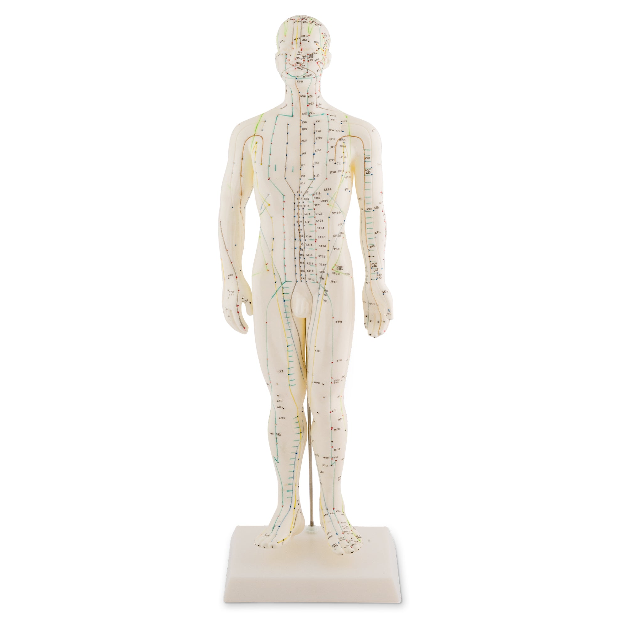 Male Acupuncture Model 50cm
