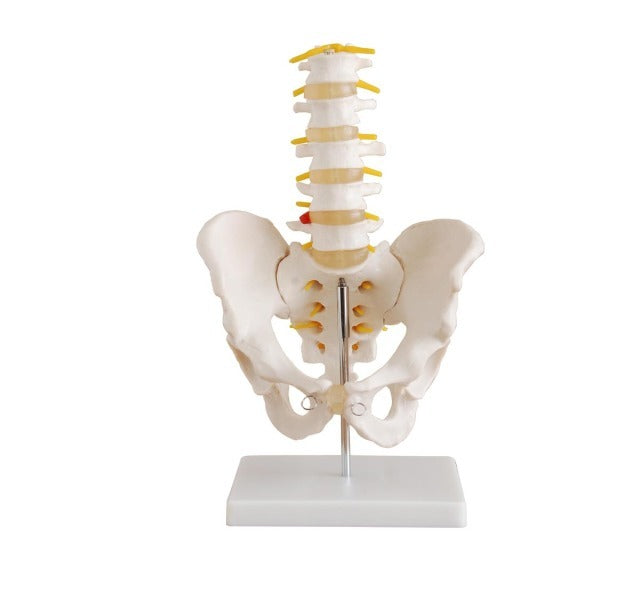 Life Size Pelvis Model with 5 Lumbar Vertebrae