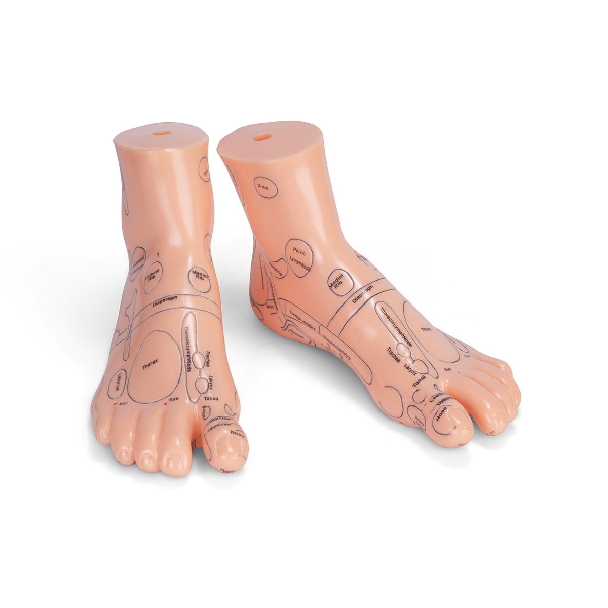 Foot Acupuncture Model Firm
