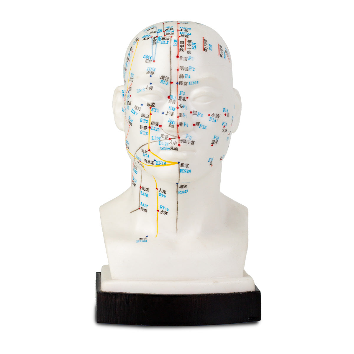 Modèle de tête pour l'acupuncture - 20cm