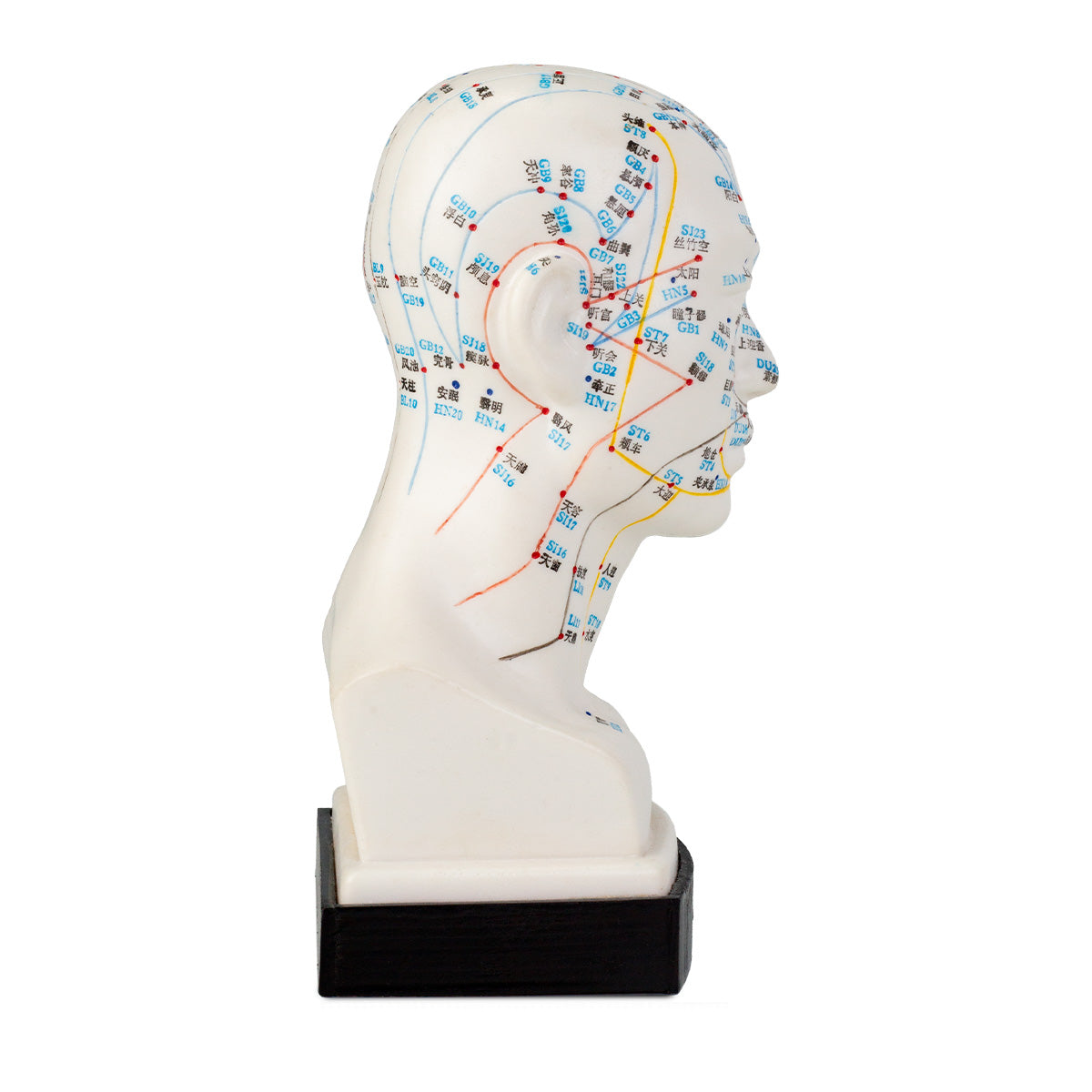 Modèle de tête pour l'acupuncture - 20cm