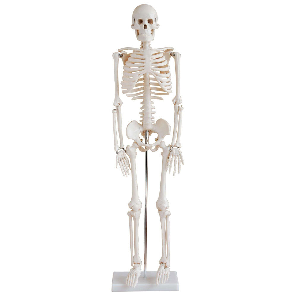 33.5" Skeleton Model