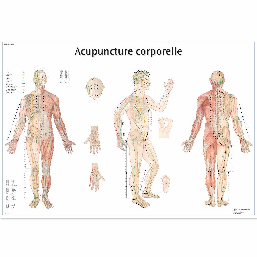 3B Scientific Body Acupuncture Chart French version Laminiated
