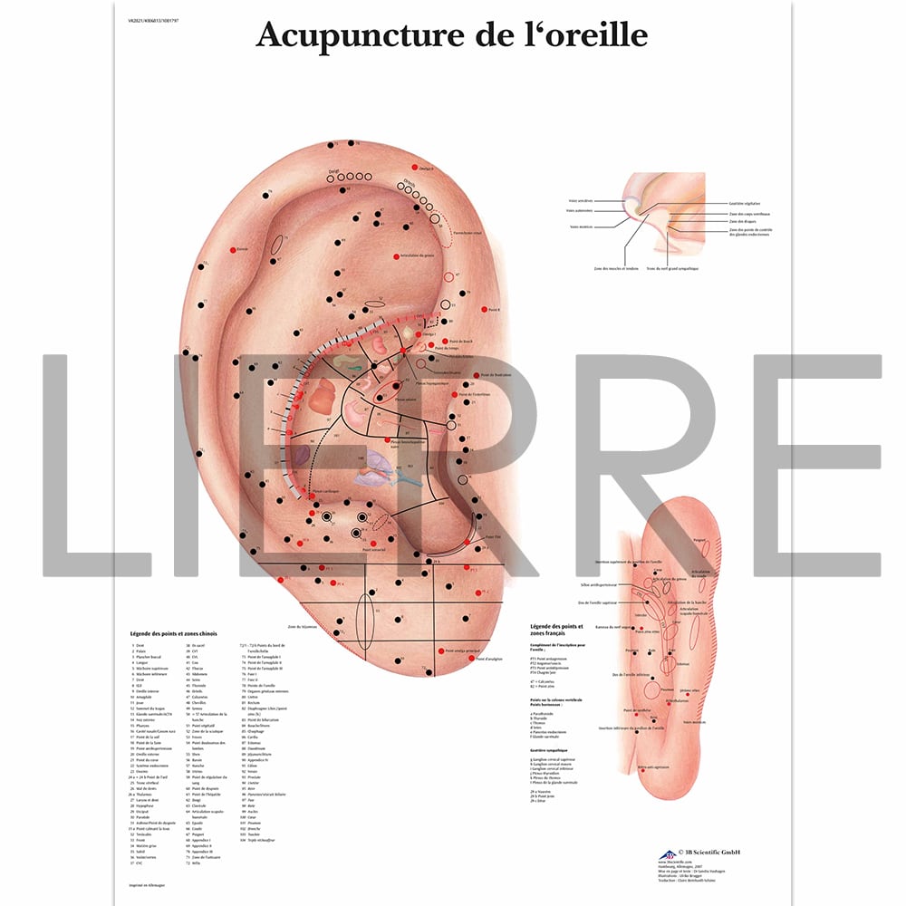 Tableau d'acupuncture auriculaire, laminé - par 3B Scientific