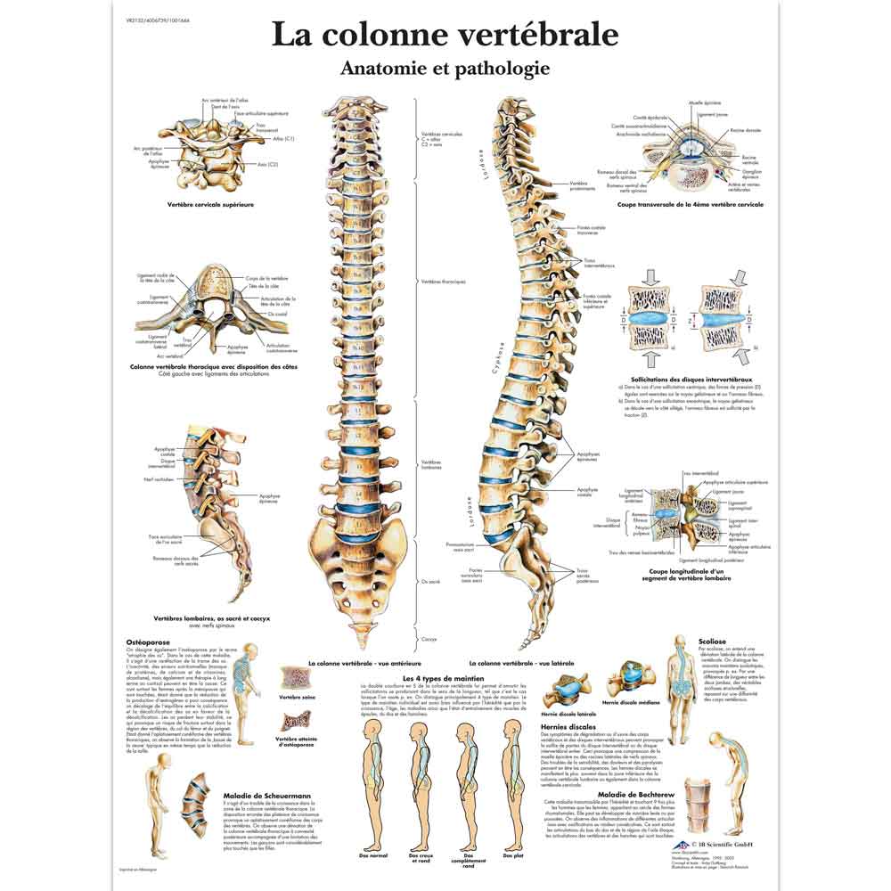 La colonne vertébrale 3B Scientific