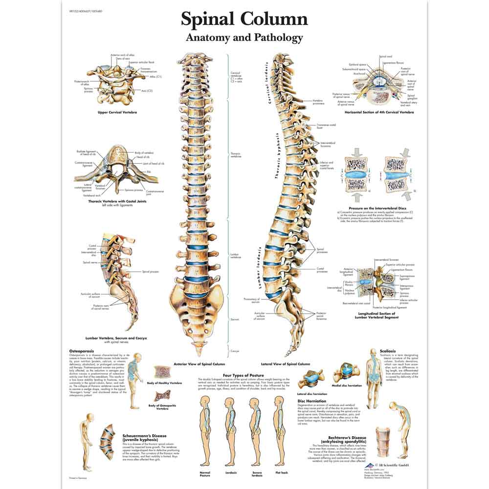 3B Scientific Spinal Column anatomy chart