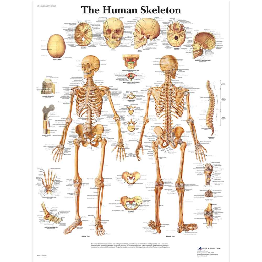 3B Scientific Human Skeleton Chart, anatomy chart, muscle chart