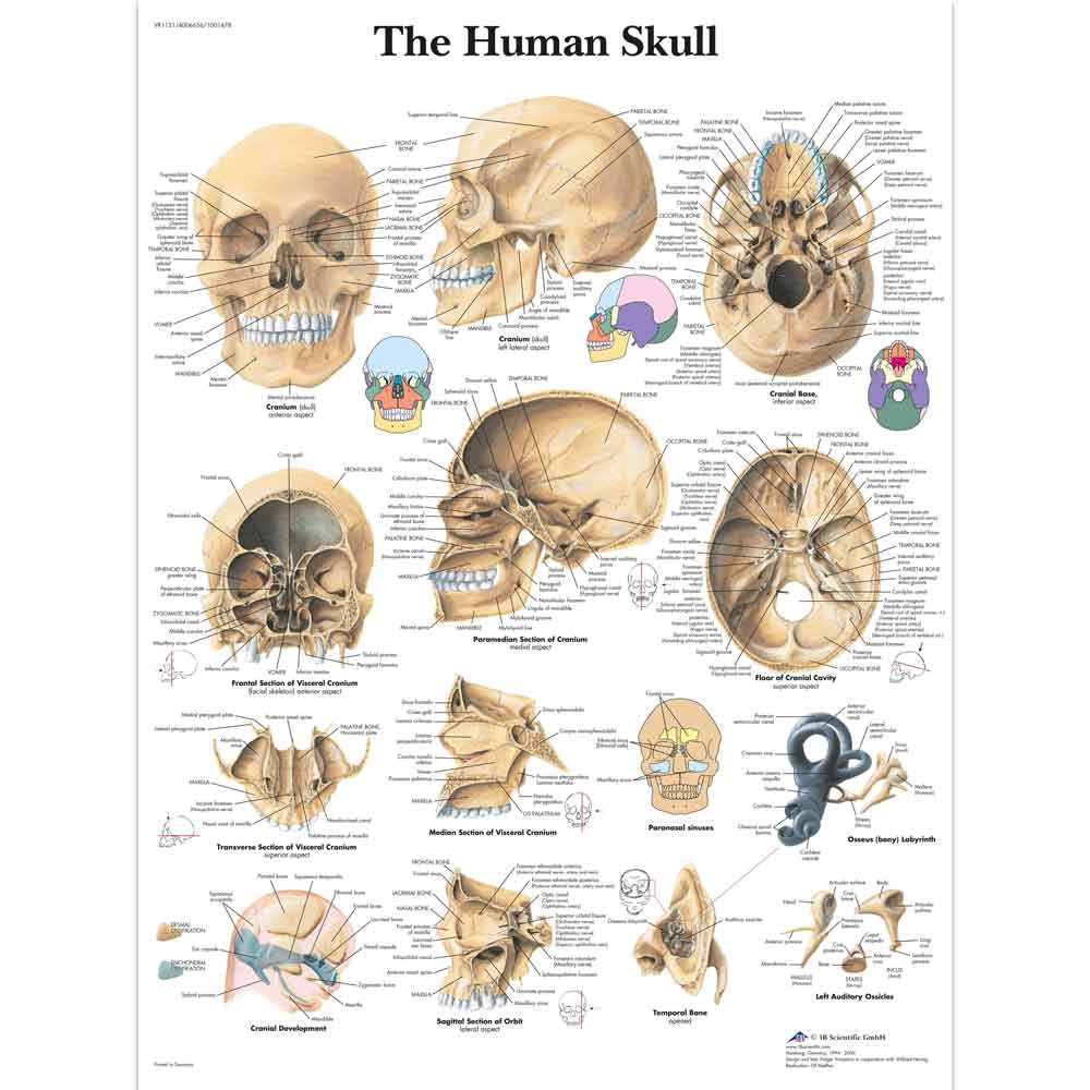 3B Scientific Human Skeleton Chart, anatomy chart, muscle chart